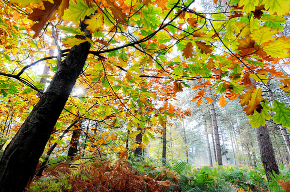NB_Waveney_Woods